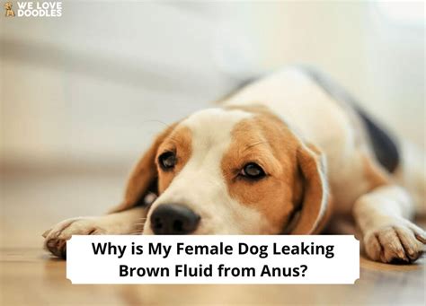 why is my dog leaking fluid|Why Is My Female Dog Leaking Clear Odourless。